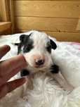 Cudny piesek border collie ZKwP FCI po Grand Championie PL