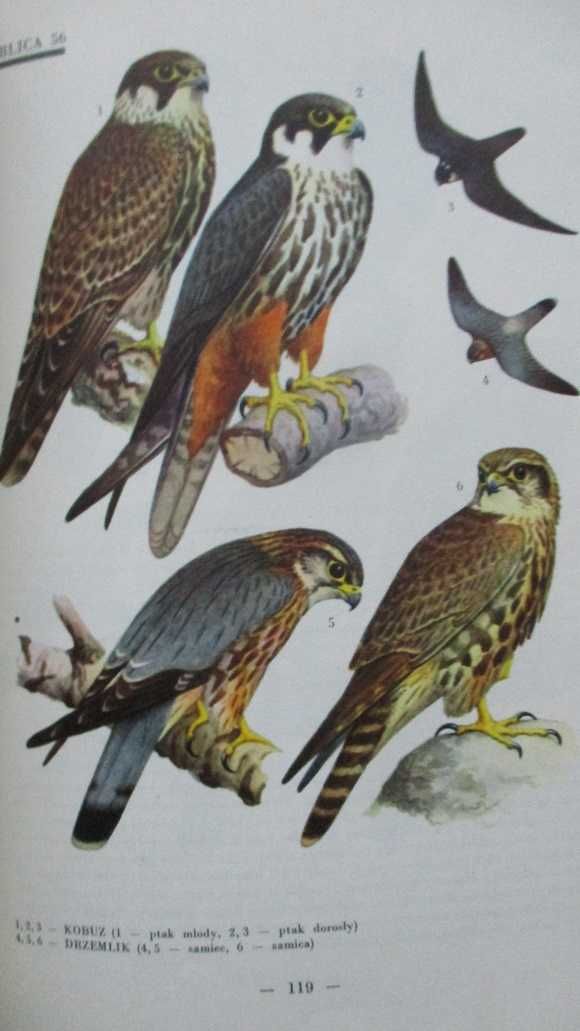 Ptaki Polski - J.Sokołowski / ptaki / atlas / fauna/przyroda