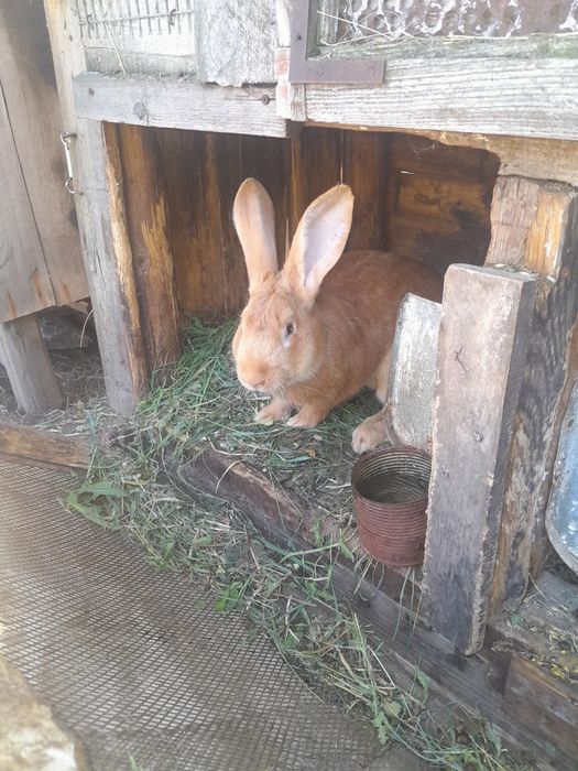 Робочий самець породи бургундія.