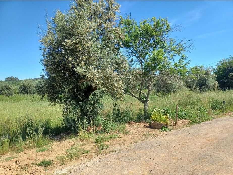 Terreno para construção: 1,2 ha Rego da Murta - Ferreira do Zêzere