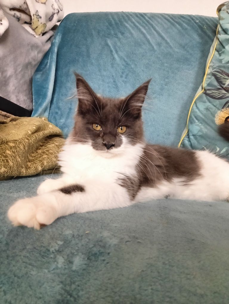 Maine coon niebieska solidka z białym kotka rodowód FPL