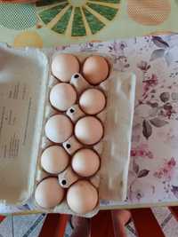 kurze jajka wiejskie