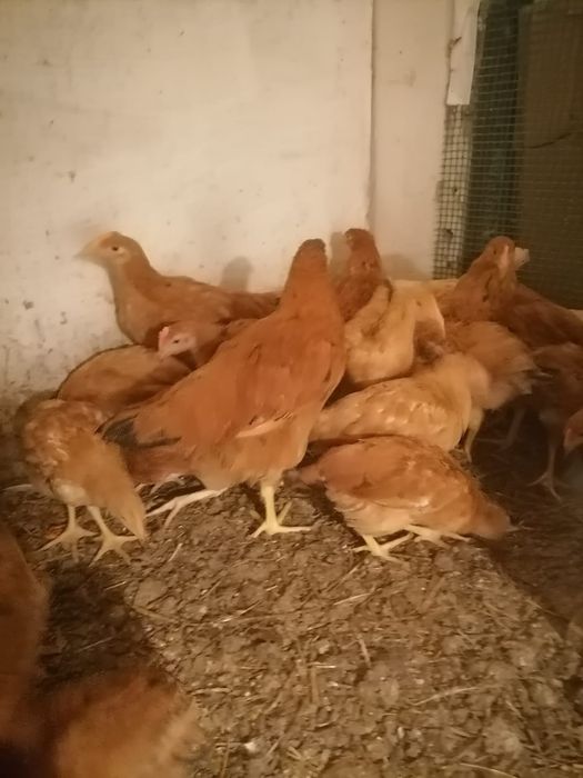 Kokoszki 14 tygodniowe Rossa