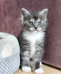 NEMESIA piękna koteczka Maine Coon! Rodowód FPL/FIFe