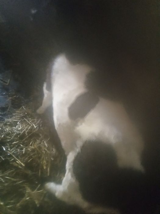 Cielęta jałówka własnego chowu