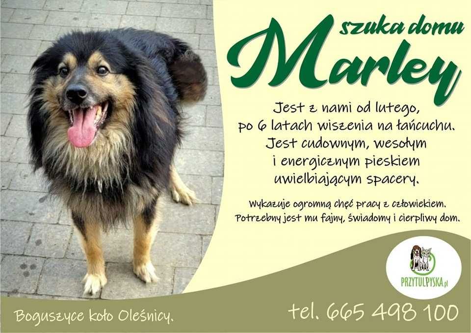 Kudłaty Marley szuka domku