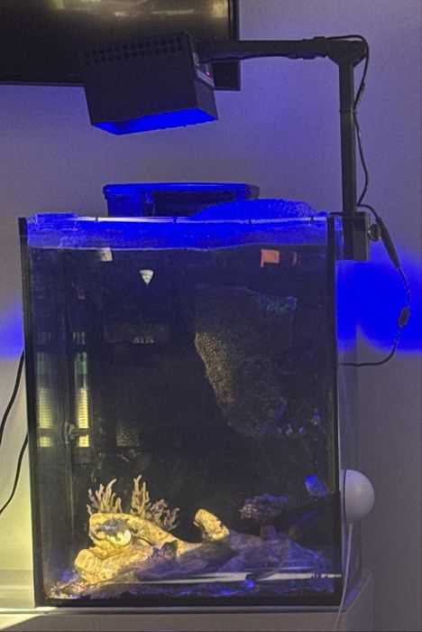 Aquario Marinho 60 litros sem iluminação