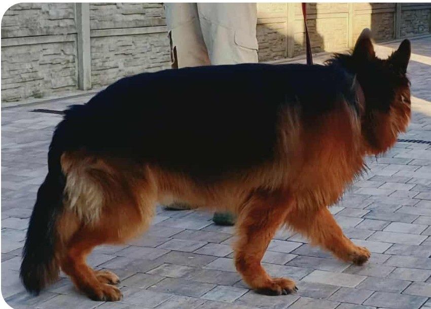 Pies owczarek niemiecki długowłosy