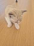 Gatinhos bebés ler escricao