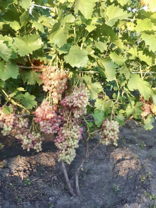 Продам дачу 10 соток Радист відразу біля ставу