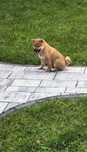 Suczka shiba Inu ojciec FCI