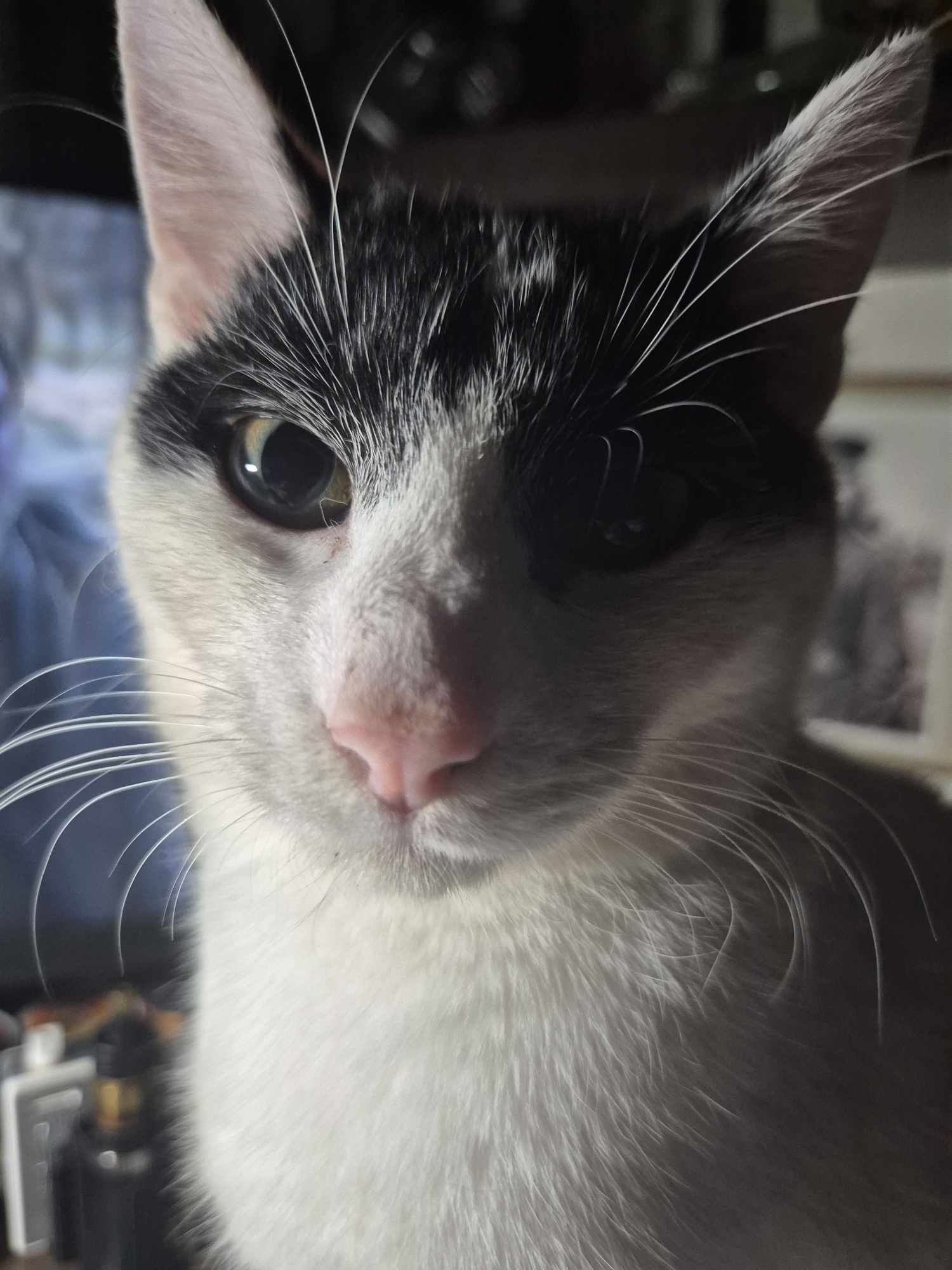 Kocurek Loki idealny na dokocenie do adopcji testy ujemne szczepiony!