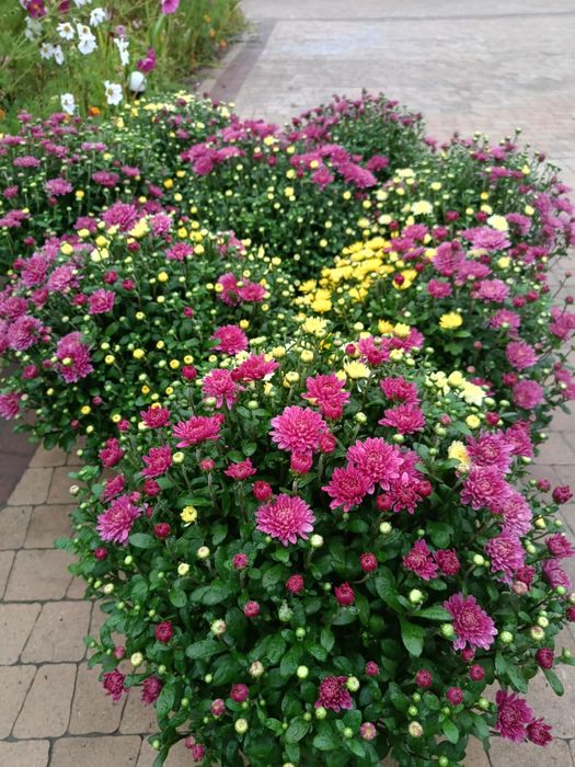 Chryzantemy rozkwitanie i jeszcze w pąkach