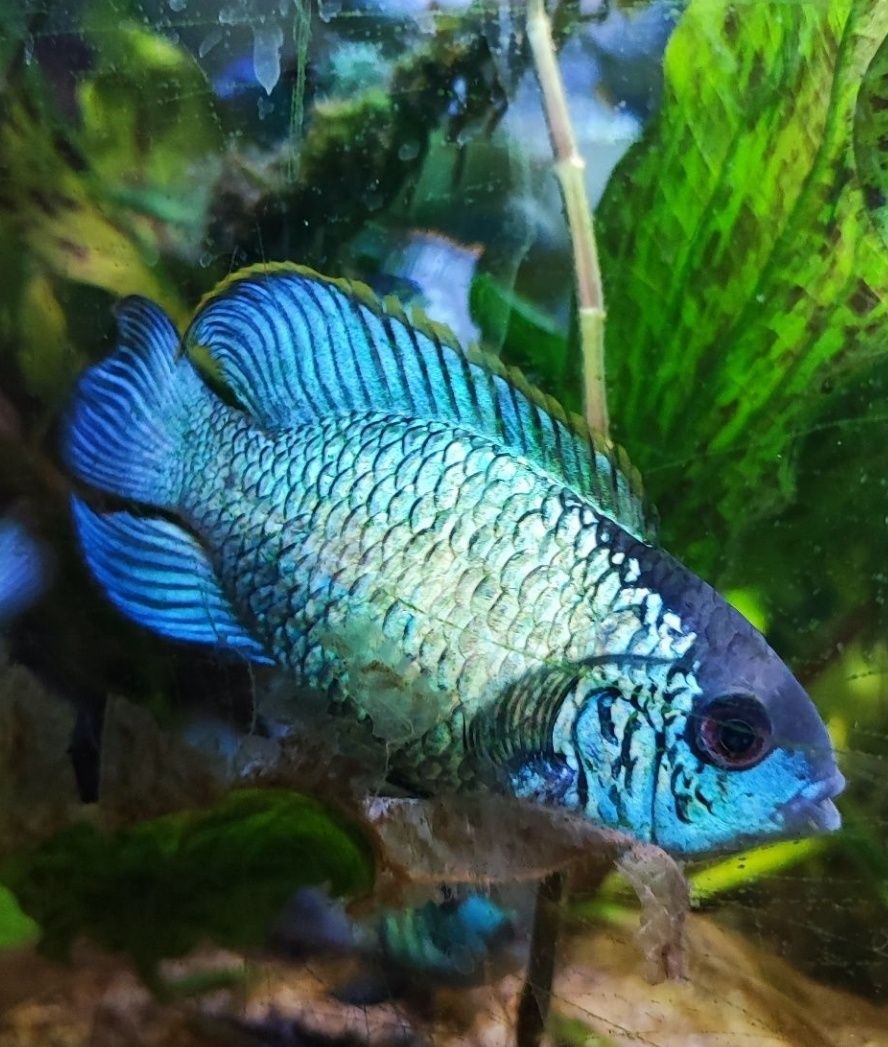 Para Akar Blue electric - dające potomstwo. Akara Blueelectric