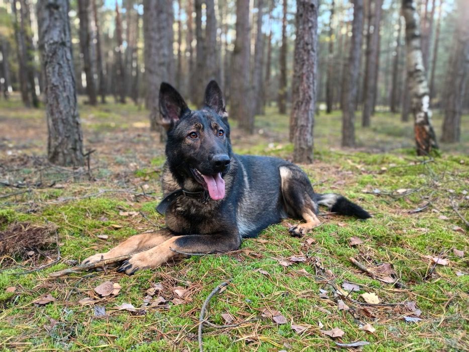 Sunia Owczarek Niemiecki