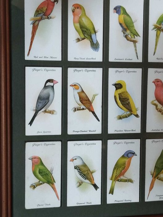 Quadro Pássaros - Colecção 50 Cartões Cigarros