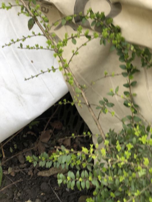 Вічно зелений кущик, жимолость шапочна та цибулини жовтого нарцизу