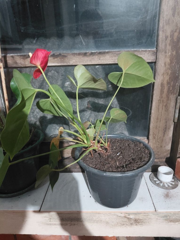 Vaso de suculenta 5€ Apenas