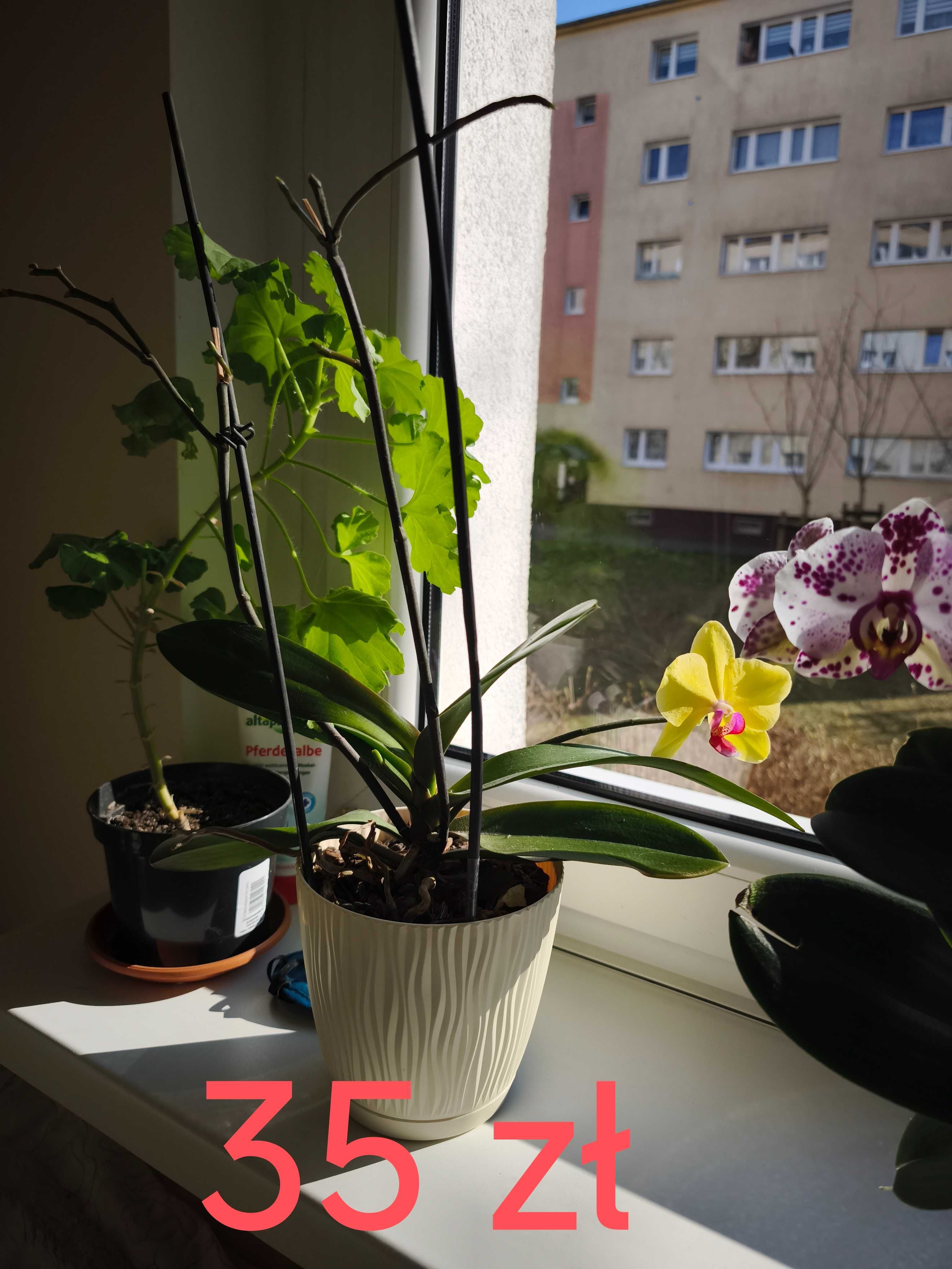 Storczyk w doniczce storczyki