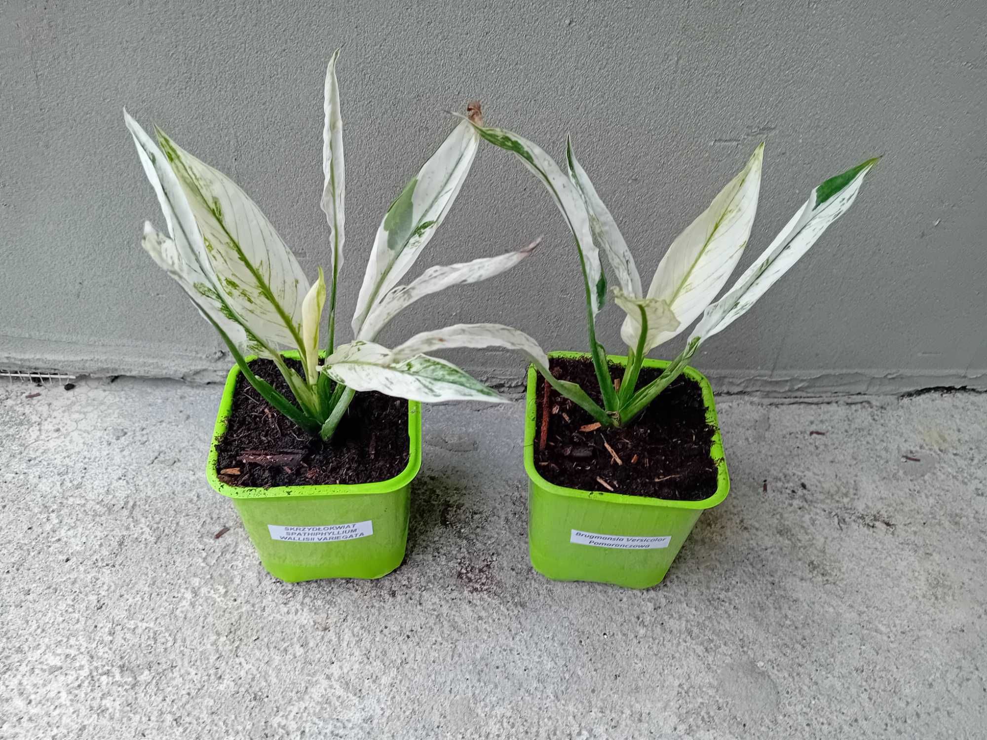 Skrzydłokwiat Spathiphyllum Wallisii Variegata City of Angels