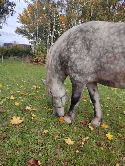 Sprzedam klacz szpaczkę
