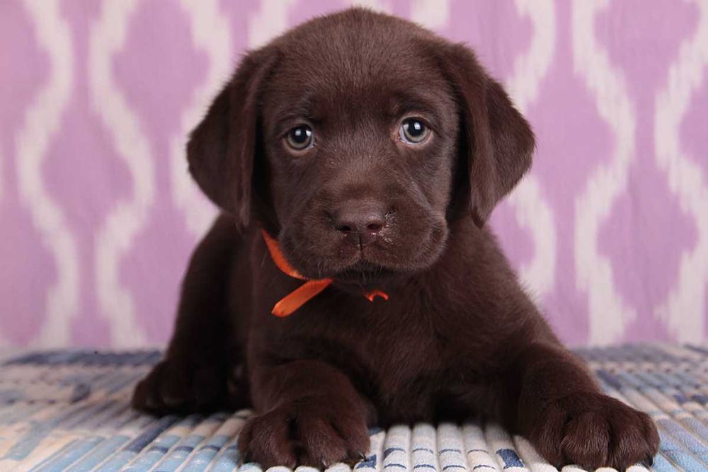 Шоколадные и черные очаровашки. Питомник. Актуальные фото