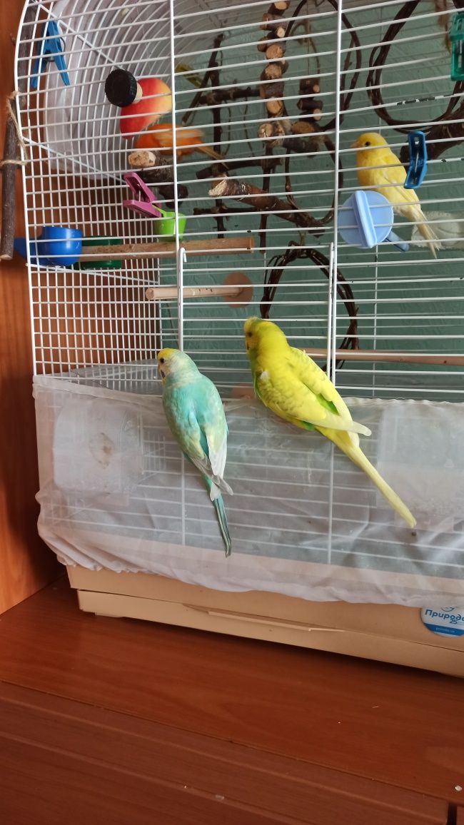 Волнистые попугаи . Самка и самец.  Пара