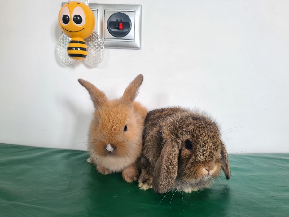 Ostatni malutki chlopczyk. rezerwuj Mini karzełek puchaty królik