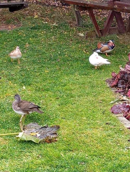 Kaczki kaczorki mandarynki