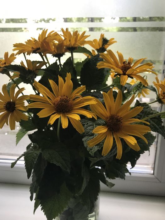 Гелиопсис «ромашка» желтая