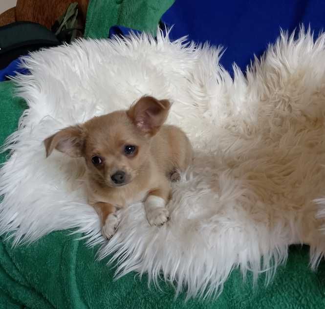 Chihuahua chłopiec długowłosy