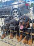 Rottweiler Zkwp Fci. 2 miesięczny Pies