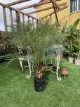 Palmeira Phoenix Roebelenii
