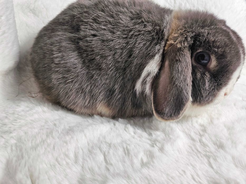 Królik Mini Lop do hodowli geny Niemieckie, Francuskie plus klatki