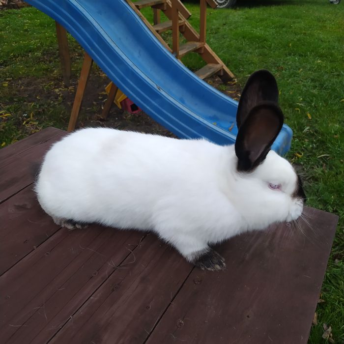 Sprzedam króliki kalifornijskie