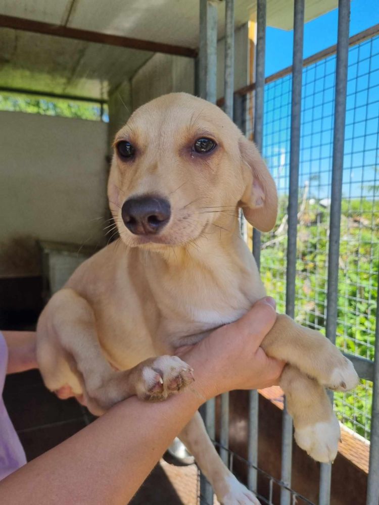 Bernie - 5 meses, porte médio (12-15kg)