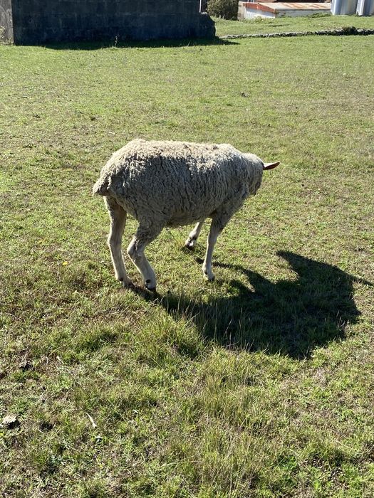 Vende se  rebanho de 11ovelhas. Ou troco por outros animais , vacas