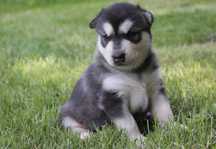 Alaskan Malamute szczeniak SUCZKA
