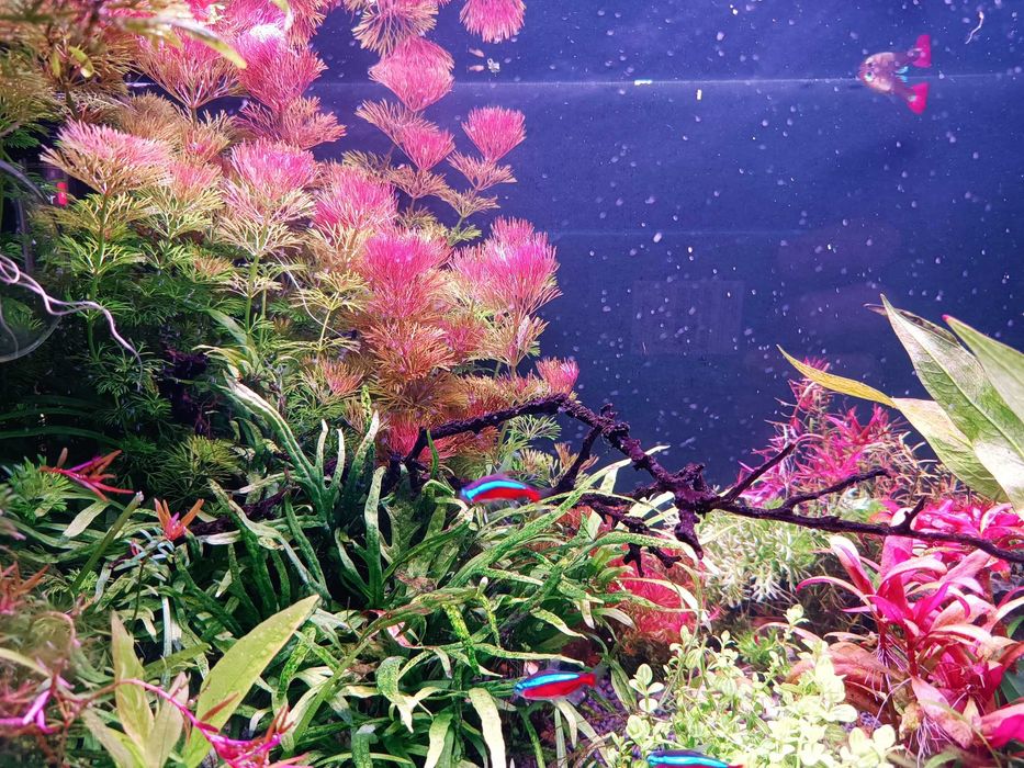 Limnophila sessiliflora