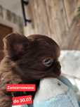 Chihuahua suczka czekoladowa długowłosa