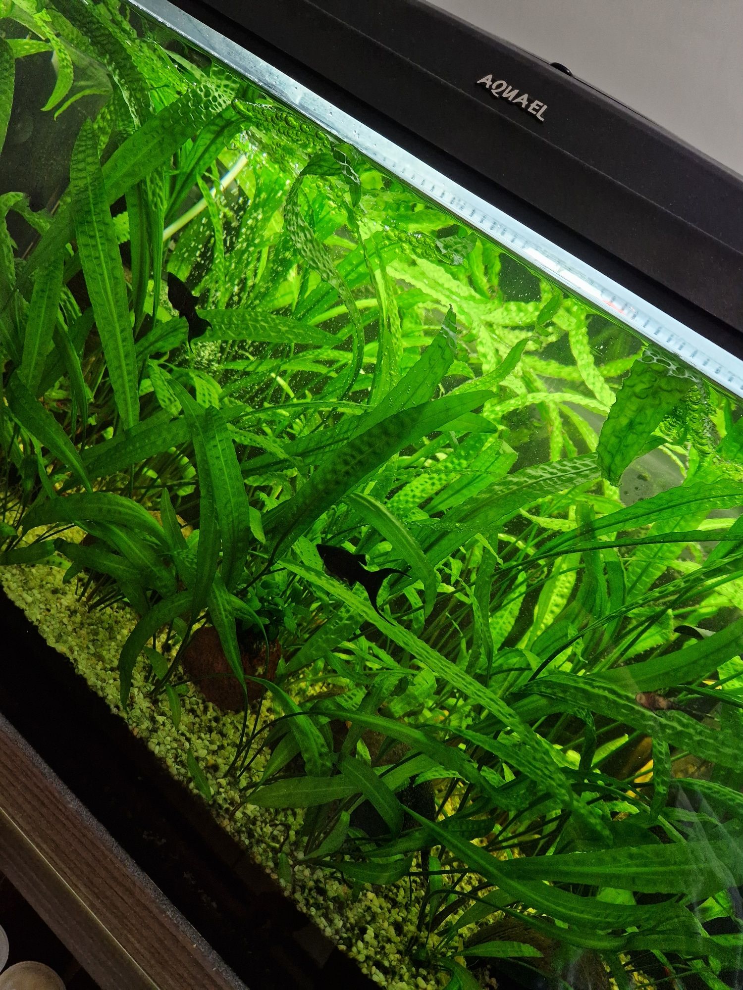 Żabienice Echinodorus kryptokoryna karbowana  rośliny do akwarium