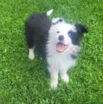 Border collie z metryka Fci