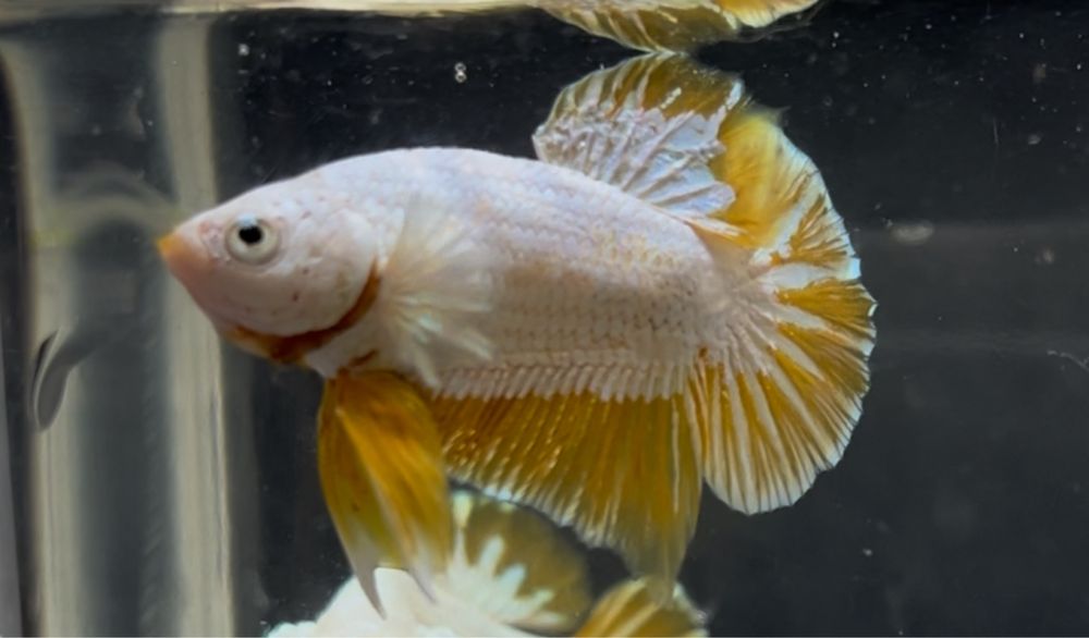 Macho betta splendens