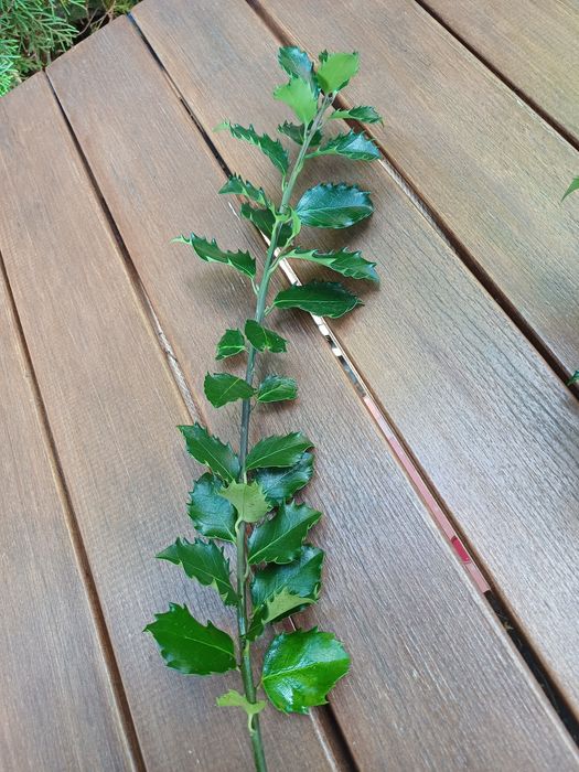 Sprzedam gałązki ostrokrzewu.