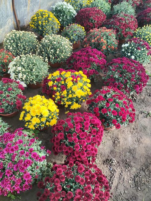 Chryzantemy Drobnokwiatowe miniaturki