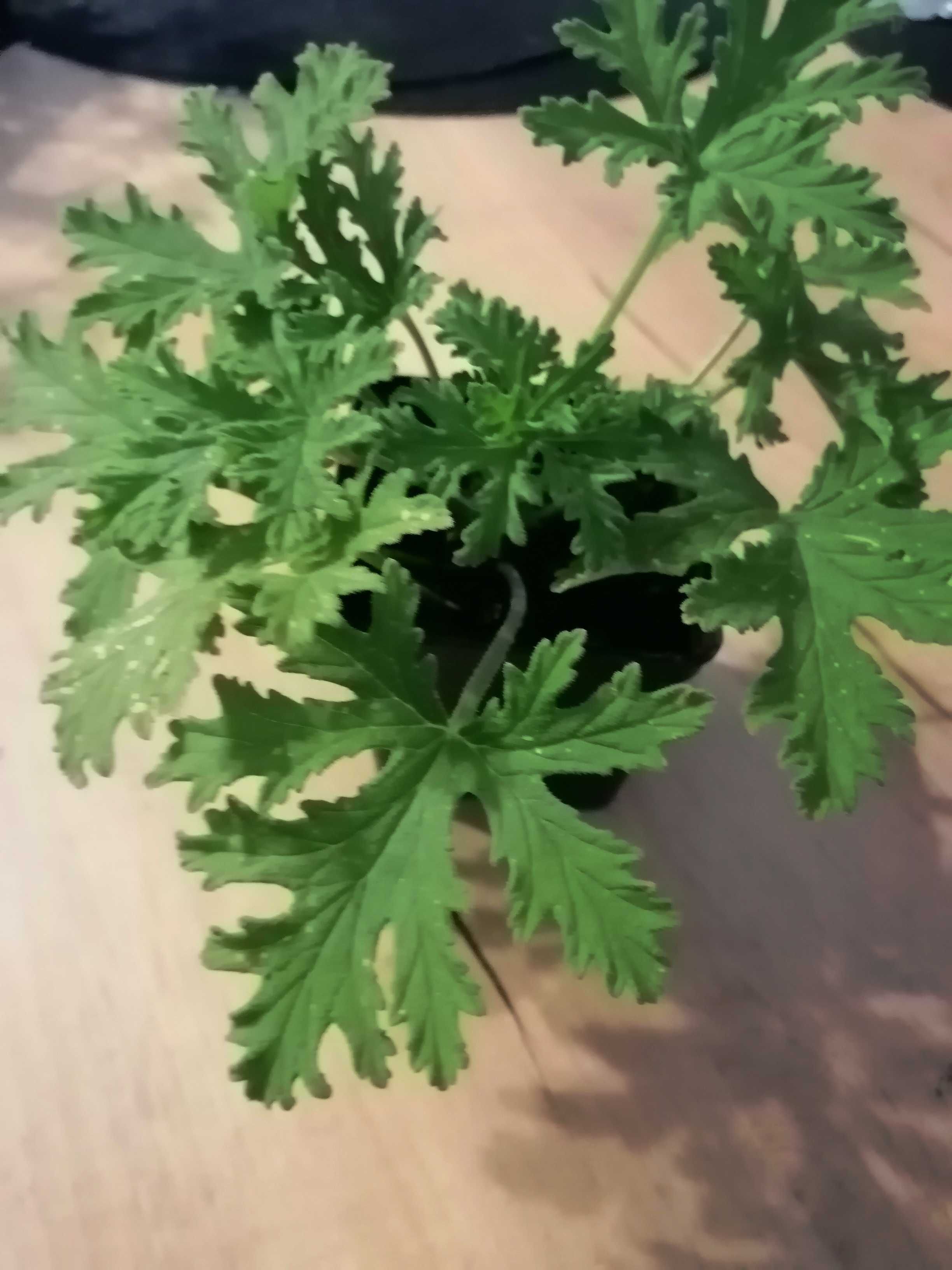 Geranium anginka