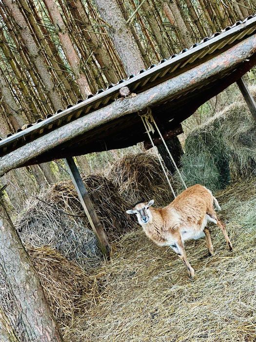 4Rest- Domki Całoroczne na wynajem SAUNA
