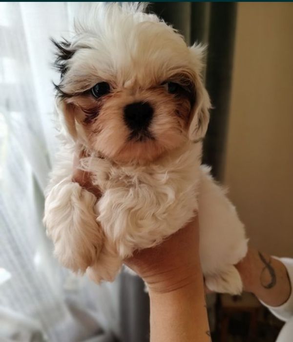 Piękna Shih Tzu z rodowodem