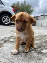 Cãezinhos para doar