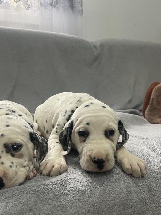 DALMATYNCZYK sliczna suczka
